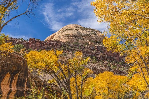Perry, William 아티스트의 Colorful yellow cottonwood trees-Canyonlands National Park-Needles District-Utah작품입니다.